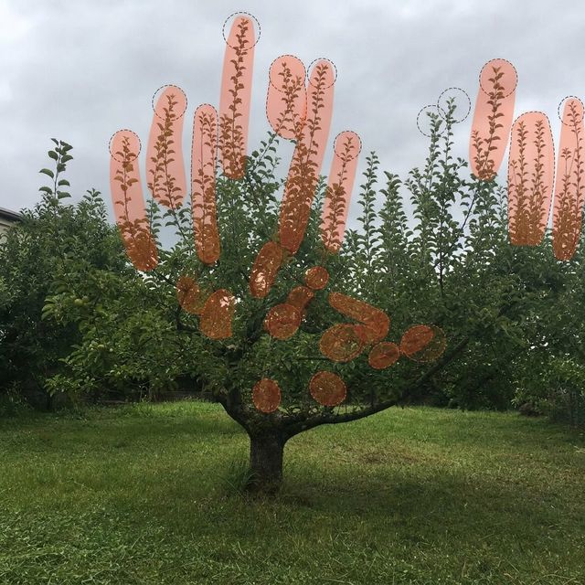 La stessa foto con l'analisi di potatura