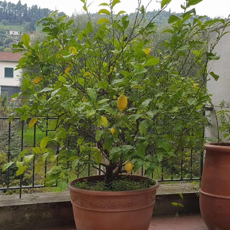 Limone in vaso
