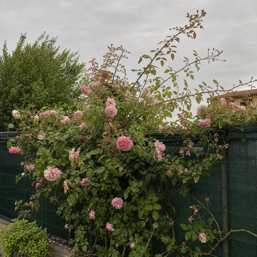 Rosa rampicante